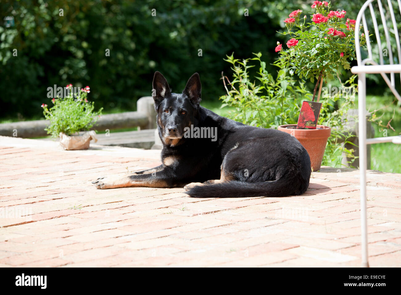 Ein schwarzer Deutscher Schäferhund liegen auf der Terrasse und Blick in die Kamera, scheint die Sonne Stockfoto