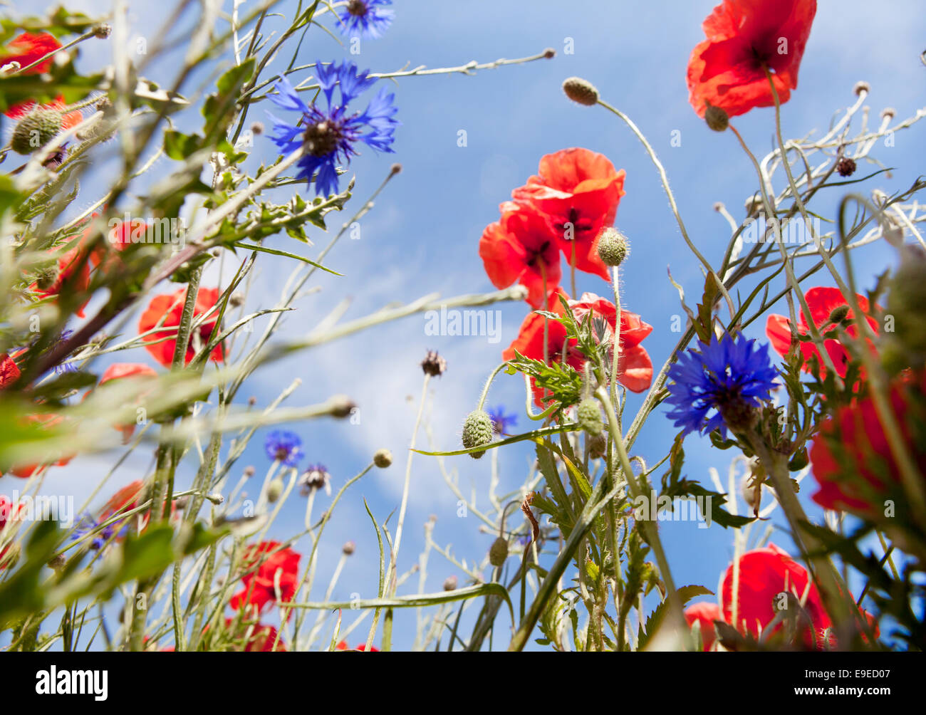 bunte Blumenwiese mit blauem Himmel im Sommer Stockfoto