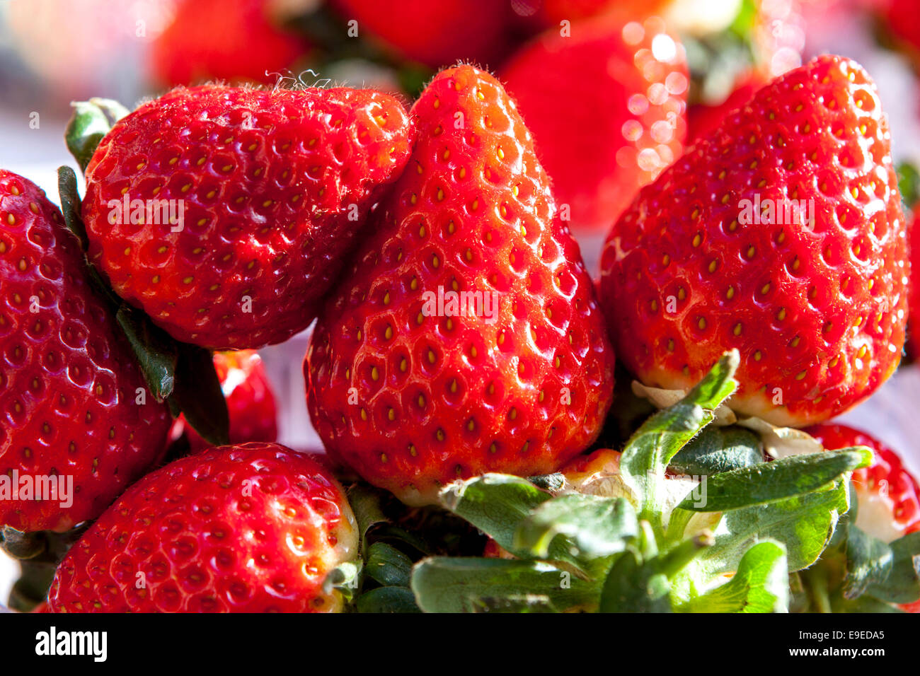 Erdbeere Nahaufnahme köstliche Früchte Stockfoto