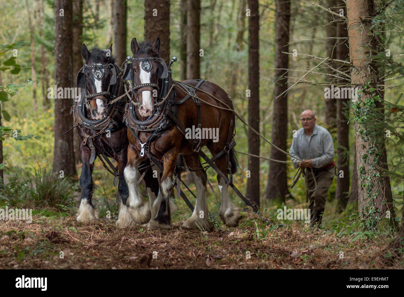 Schwere Pferde arbeiten im Wald Stockfoto