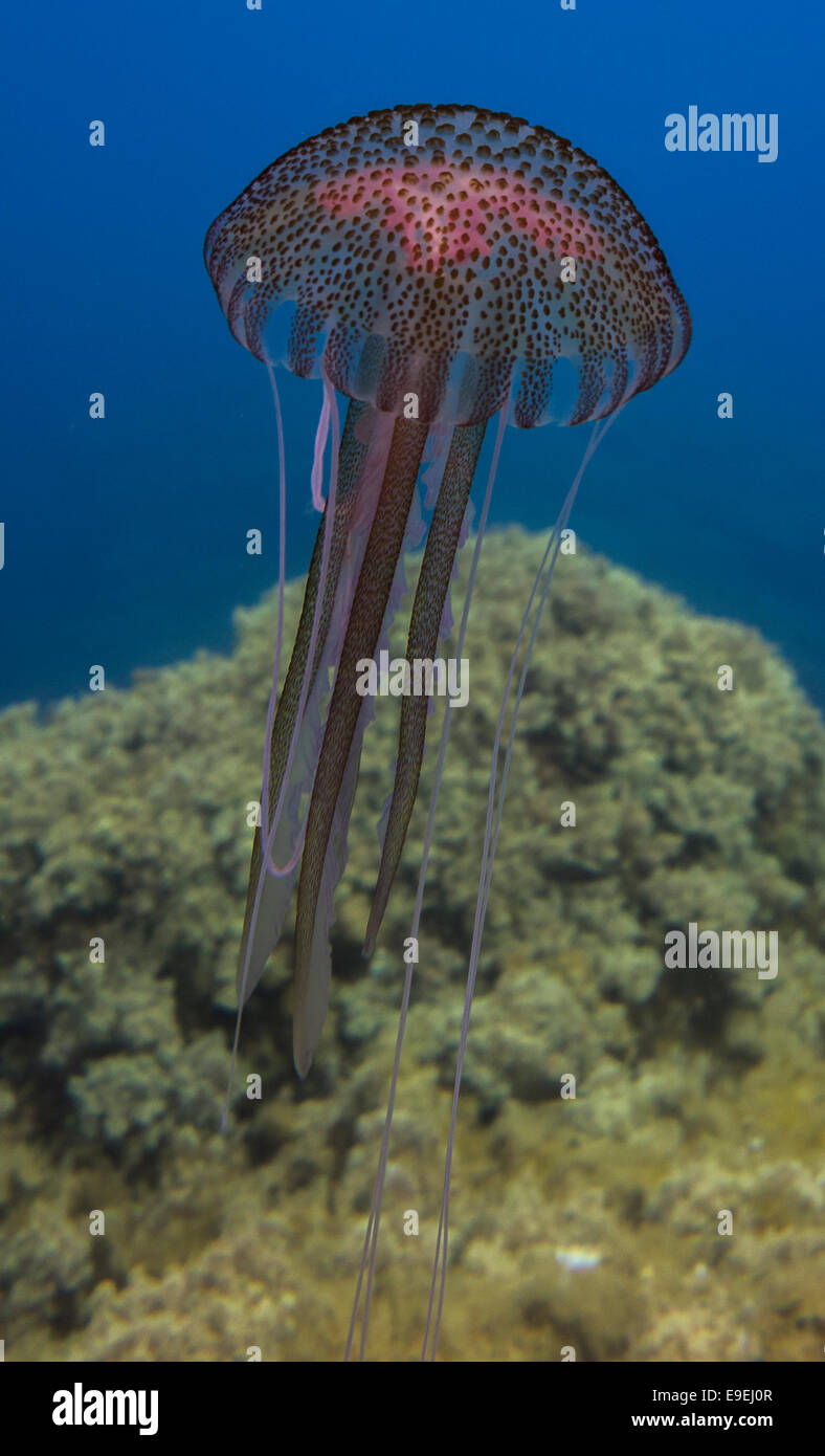 Mauve Stinger Quallen, Pelagica Noctiluca, vom Mittelmeer, Malta. Stockfoto