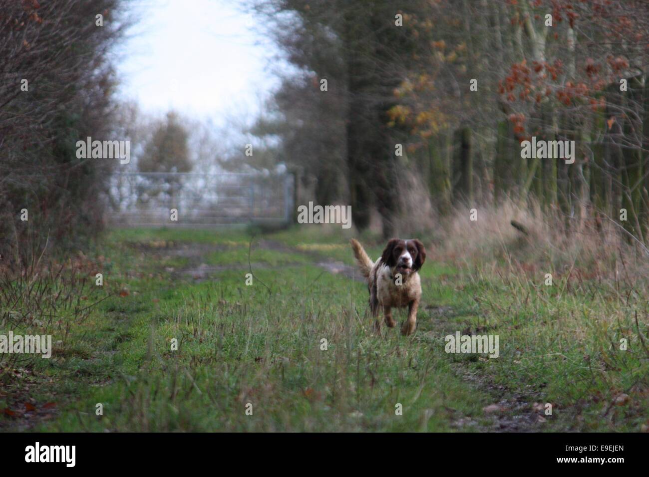 Arbeiten Art Englisch Springer Spaniel Haustier Jagdhund läuft auf ein Shooting Stockfoto