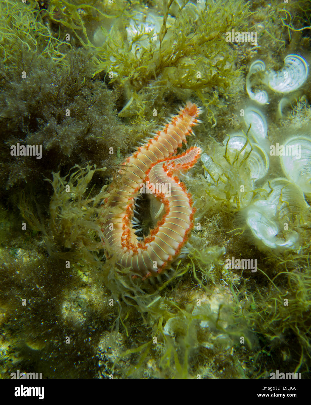 Fireworm nennt man auch bärtige Feuer Wurm, Hermodice Carunculata, im Mittelmeer. Dieses Bild wurde in Malta aufgenommen. Stockfoto