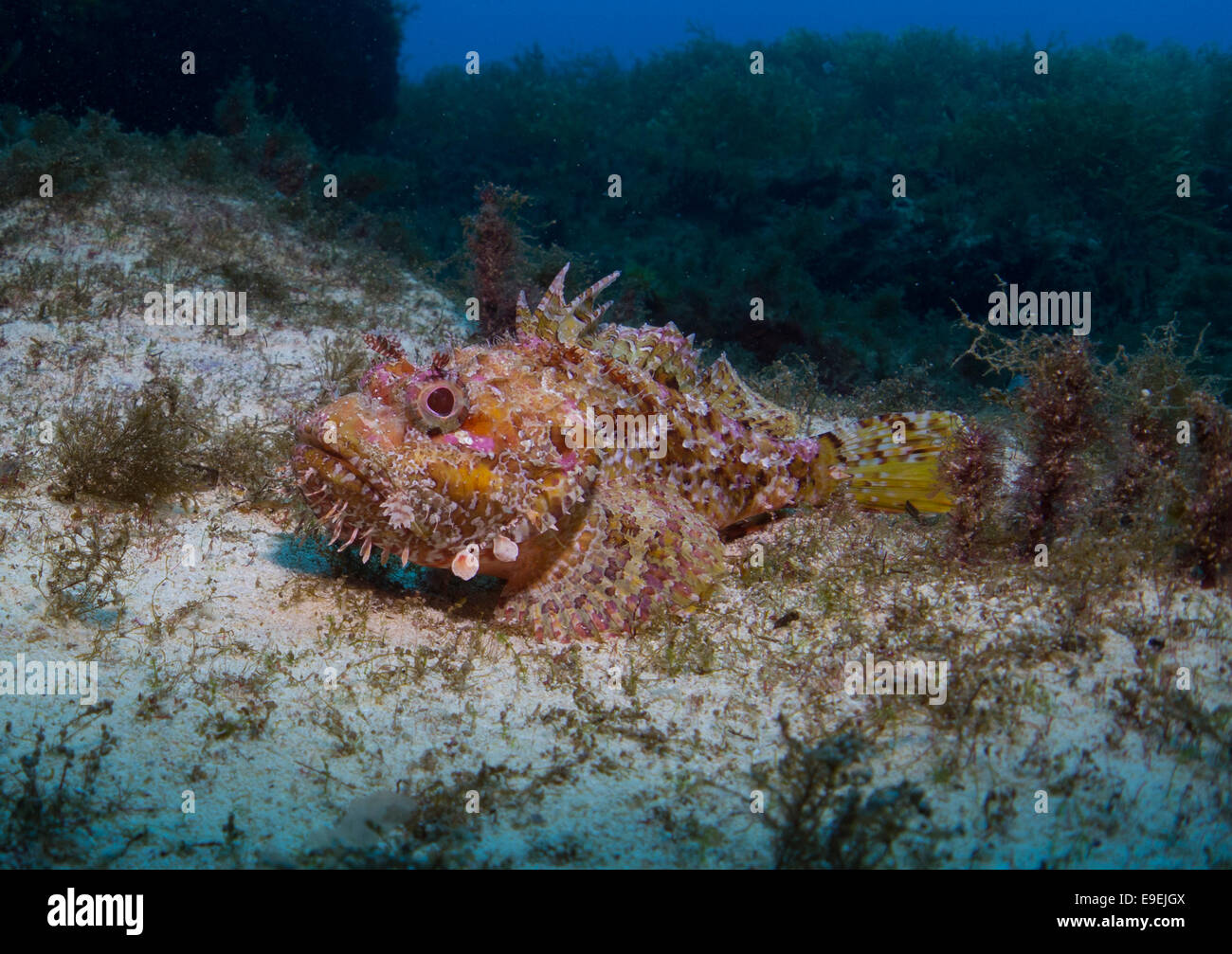 Red Scorpion Fish, Scorpaena Scrofa, in Malta, Mittelmeer genommen. Stockfoto