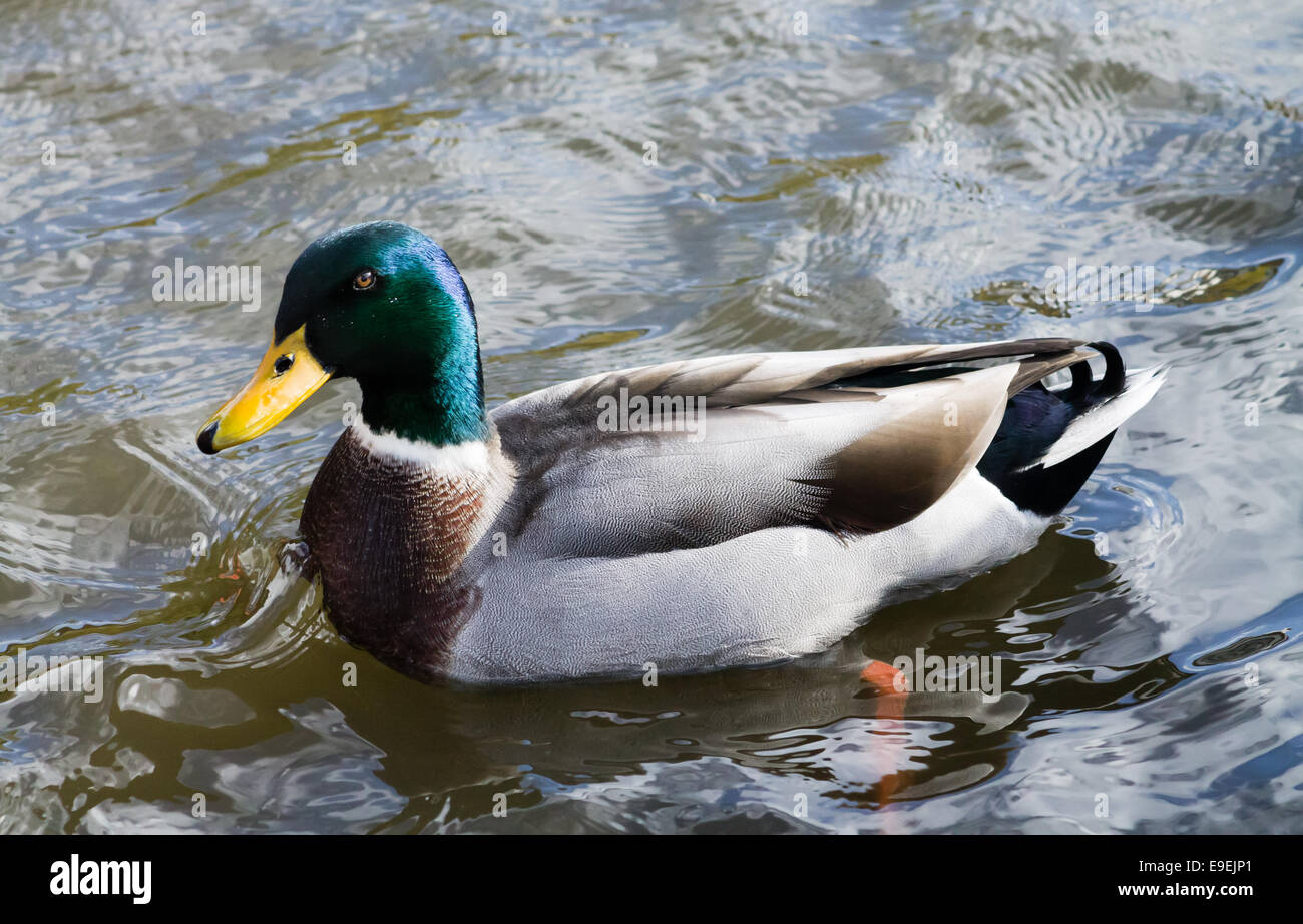 Erwachsenen Mallard Drake, Schwimmen im Kanal. Stockfoto