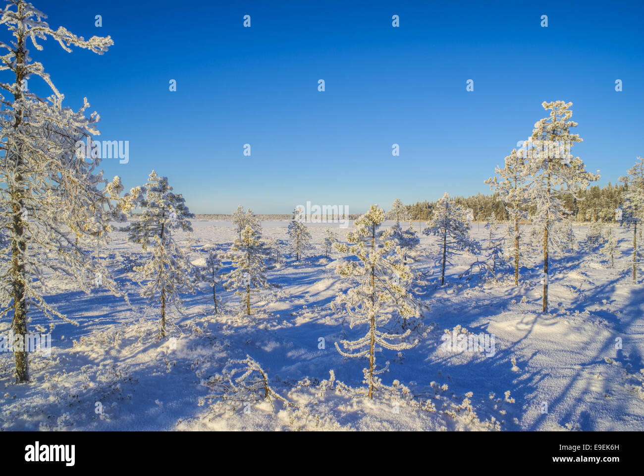Malerische Aussicht auf Bäume aller Größen schneebedeckt in einem Winter-Land Stockfoto