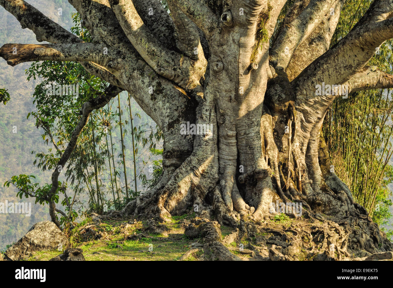 Atemberaubenden Blick auf einem riesigen alten Baum steht auf einem Hügel Stockfoto
