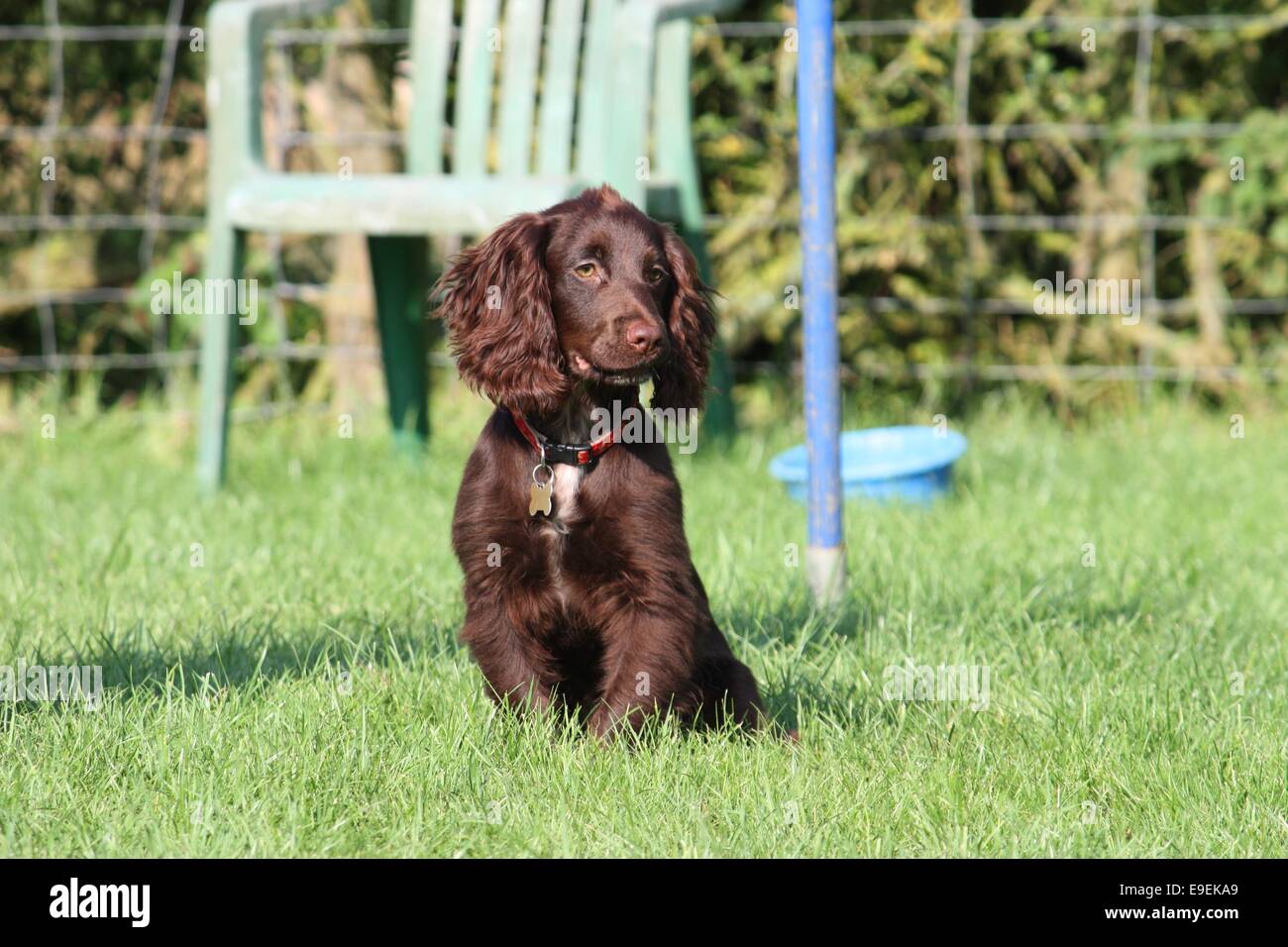 chocolate working cocker