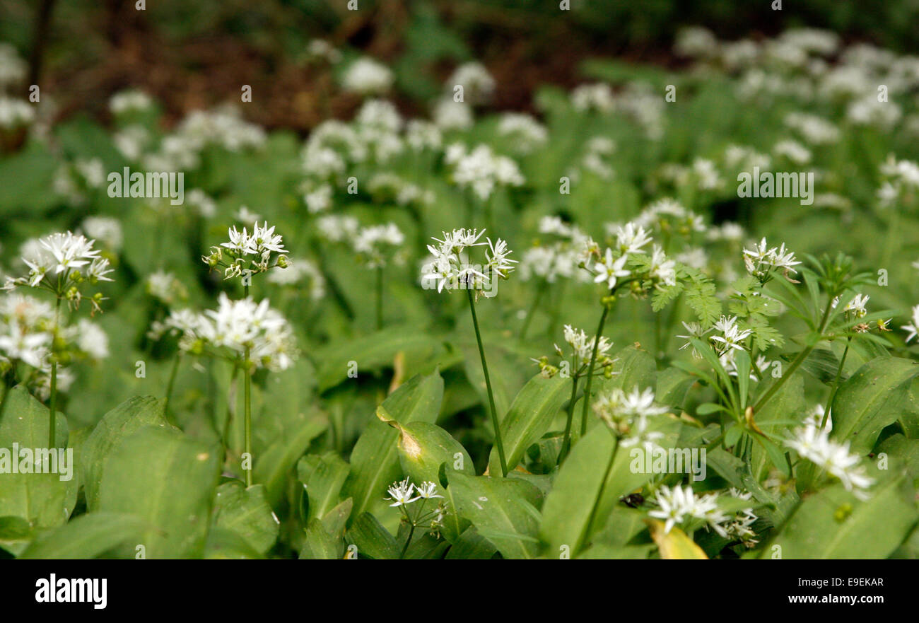 Allium Ursinum - Bärlauch wächst in Wäldern in den Cotswolds Stockfoto