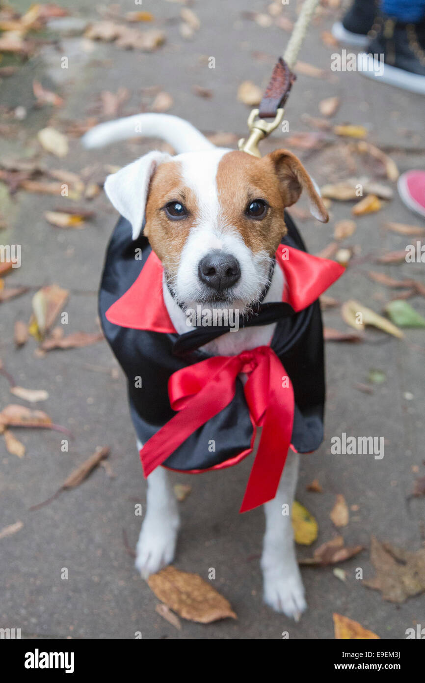 Hunde im Kostüm am Halloween Dog Walk organisiert durch die Liebe alle Hunde Materie, London. Stockfoto