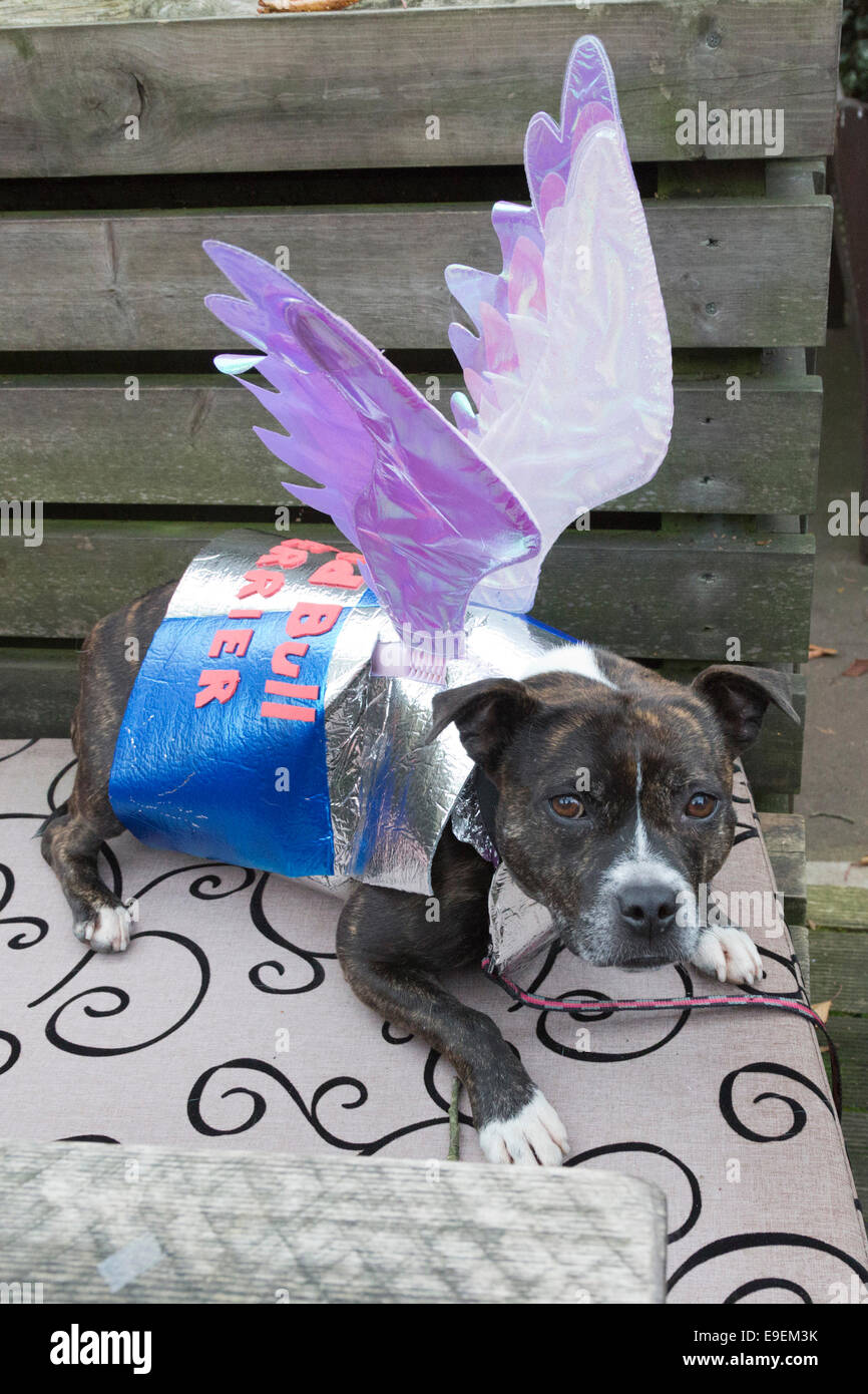 Hunde im Kostüm am Halloween Dog Walk organisiert durch die Liebe alle Hunde Materie, London. Stockfoto