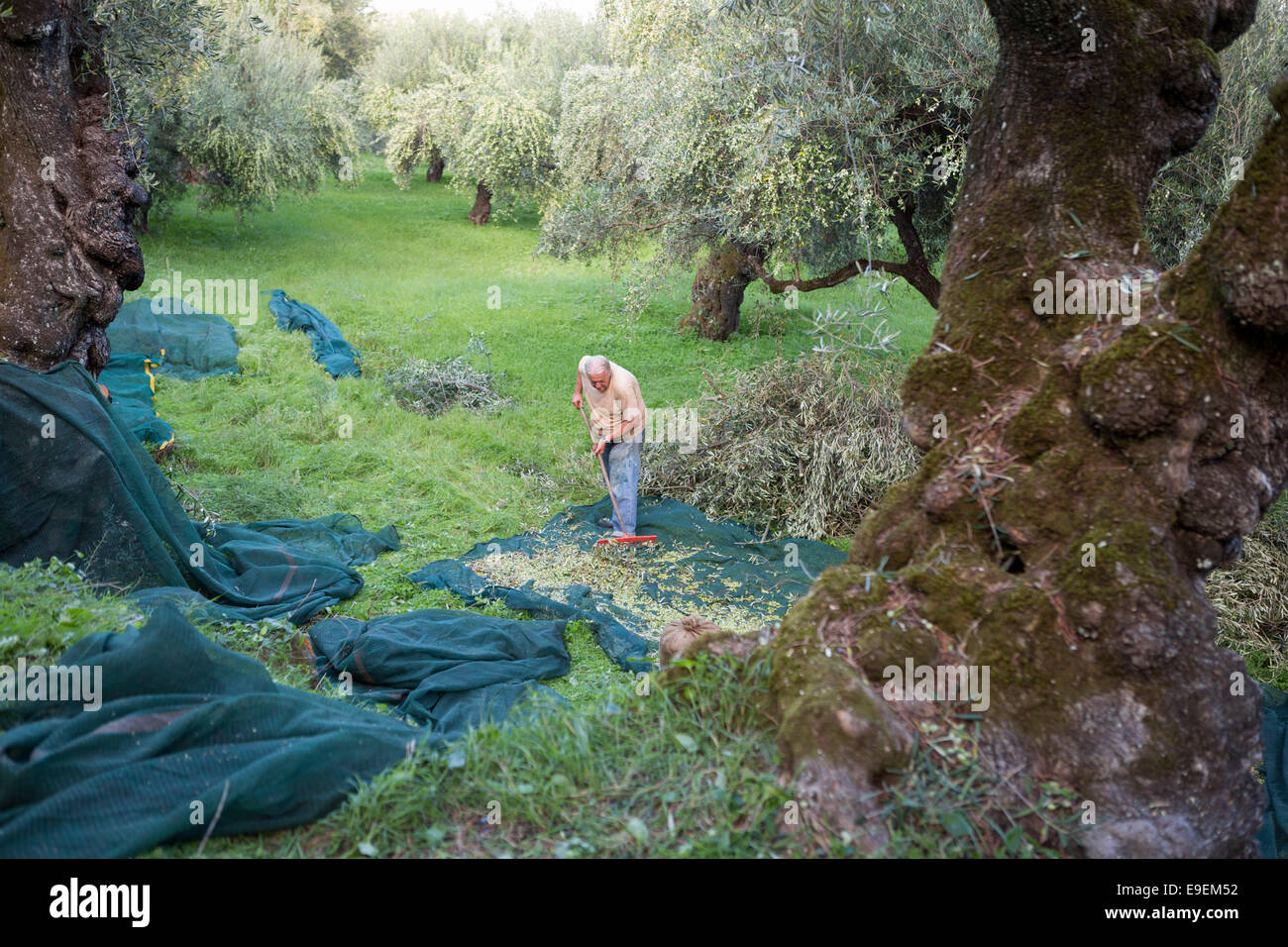 Menschen Sie sammeln von Oliven, die in die Netze auf dem Boden auf Zakynthos (Griechenland) gesunken Stockfoto