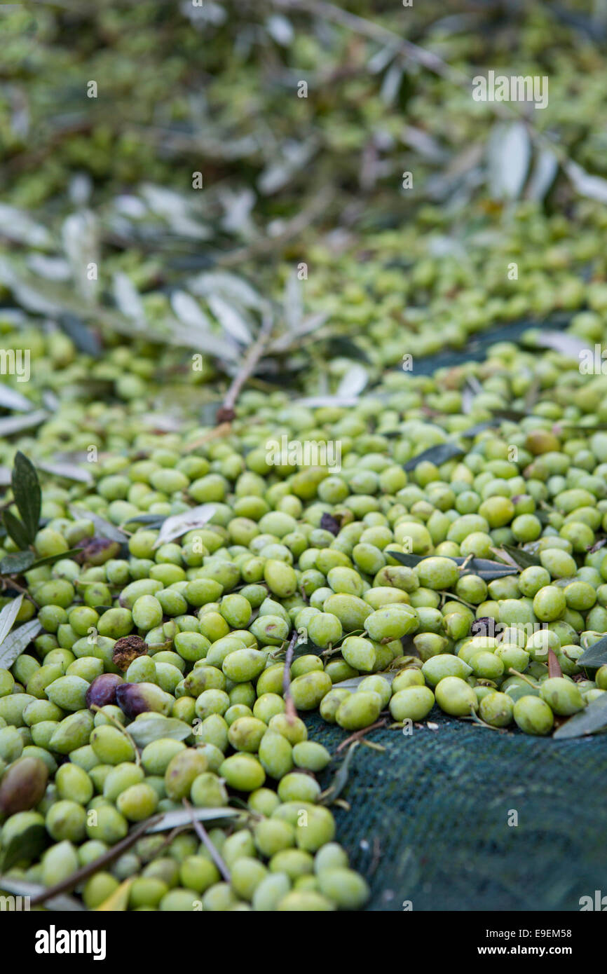 Oliven geerntet, nur auf der Insel Zakynthos (Griechenland) Stockfoto