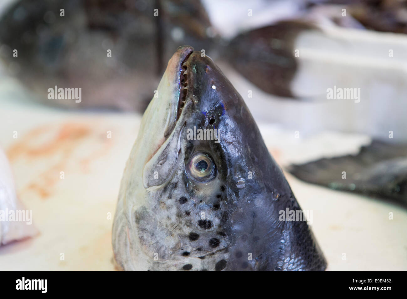 Fischkopf in einem Fisch-Shop auf Zakynthos (Griechenland) Stockfoto