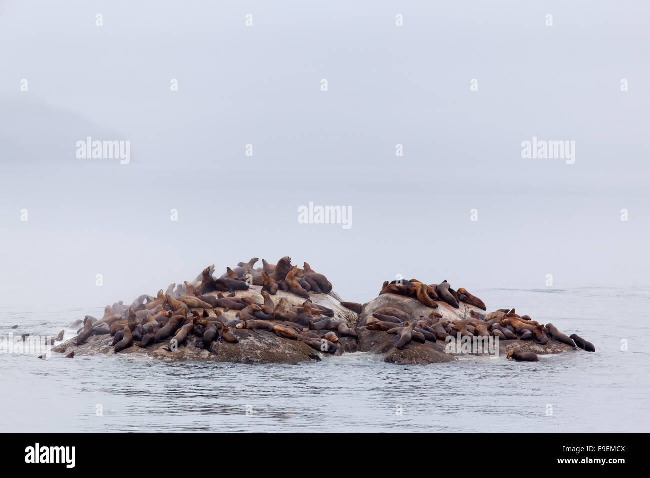 Steller Seelöwen auf Felsen, Gletscher-Bucht, südöstlichen Alaska, USA Stockfoto
