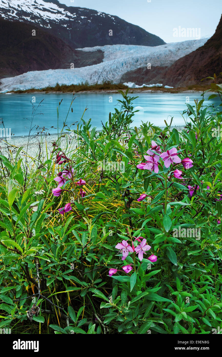 Weidenröschen am Ufer des Mendenhall Lake und Mendenhall-Gletscher, Juneau, Alaska, USA Stockfoto