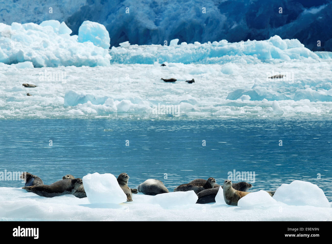 Seehunde auf Eisberge schwimmen unter Endstation Gesicht Süden Sawyer Gletscher, Tracy Arm, südöstlichen Alaska, USA Stockfoto