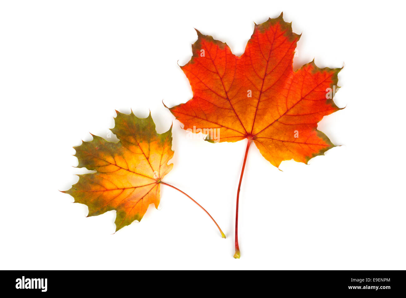 Maple Leaf Blätter Herbst Farben Herbstfarben. Stockfoto