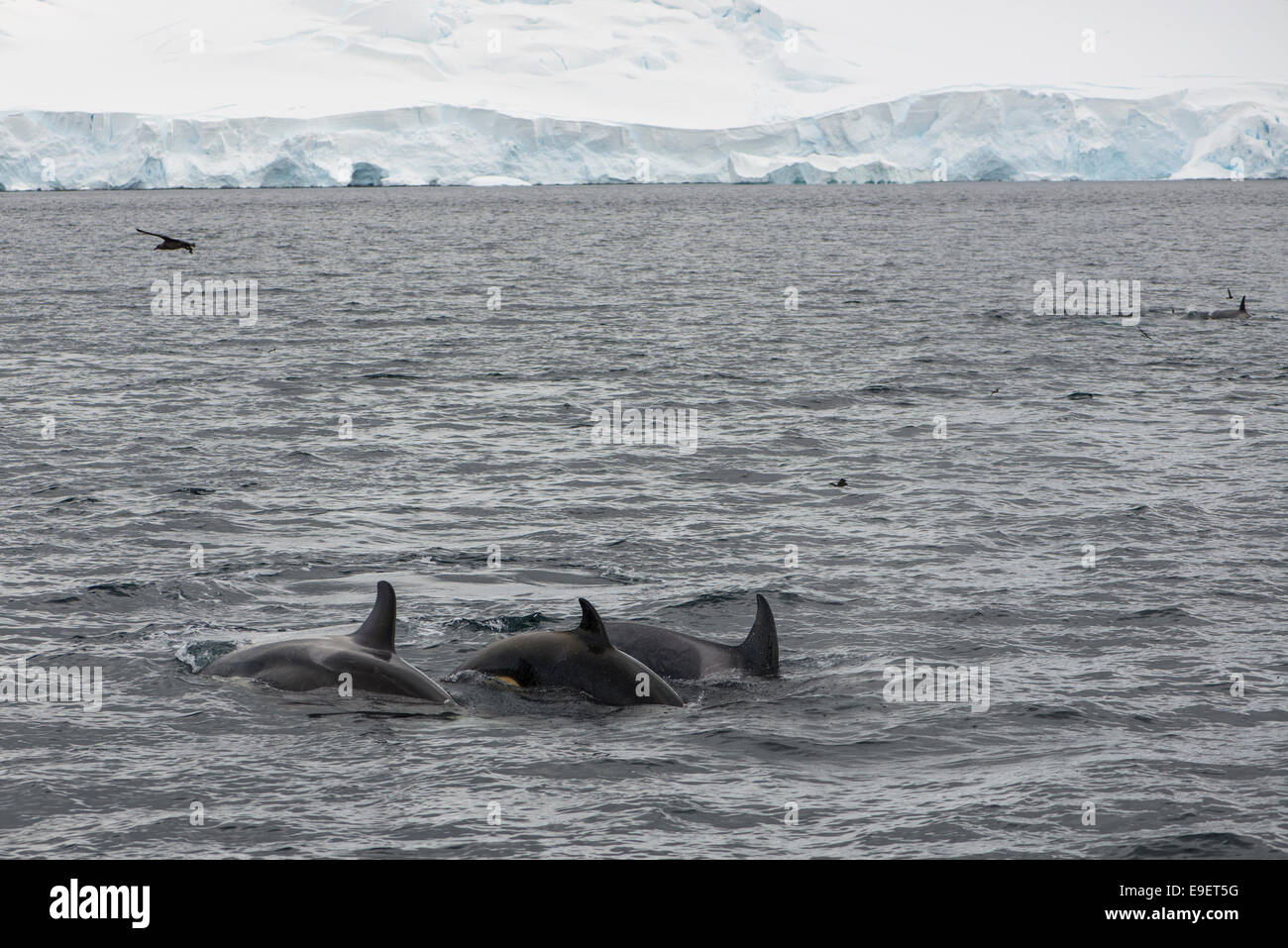 Killerwale, Antarktis Stockfoto