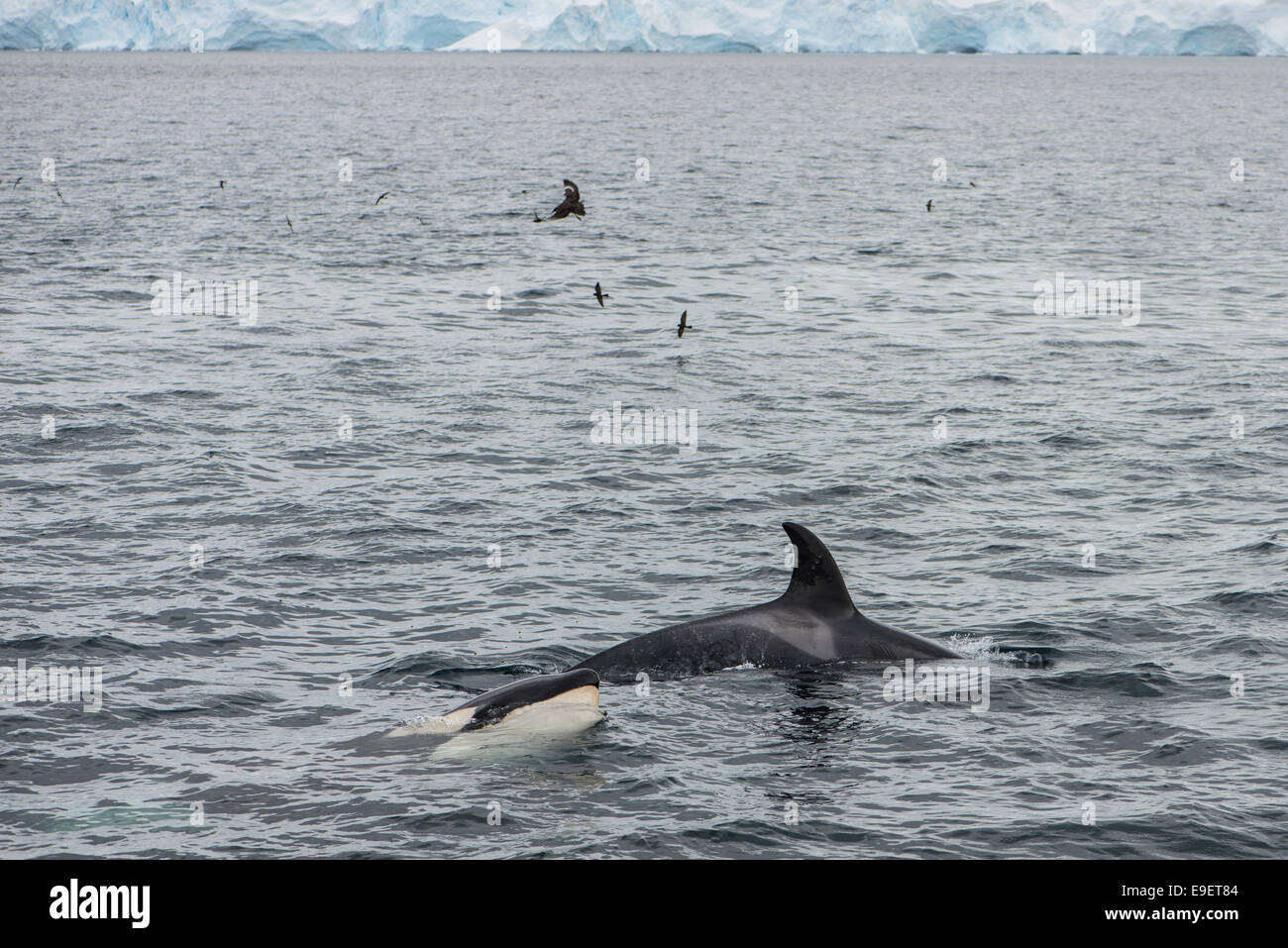 Killerwale, Antarktis Stockfoto