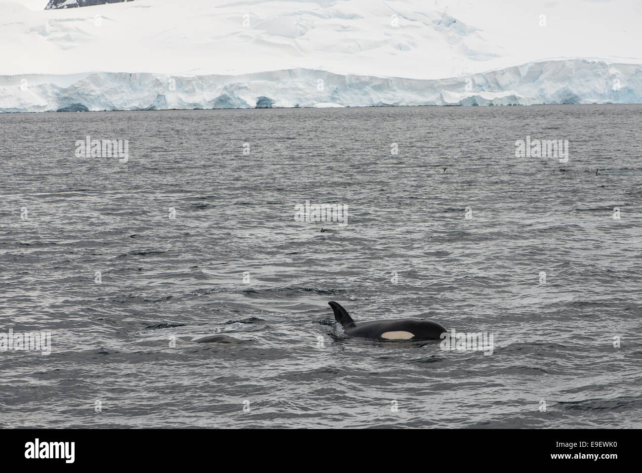 Killerwal, Antarktis Stockfoto