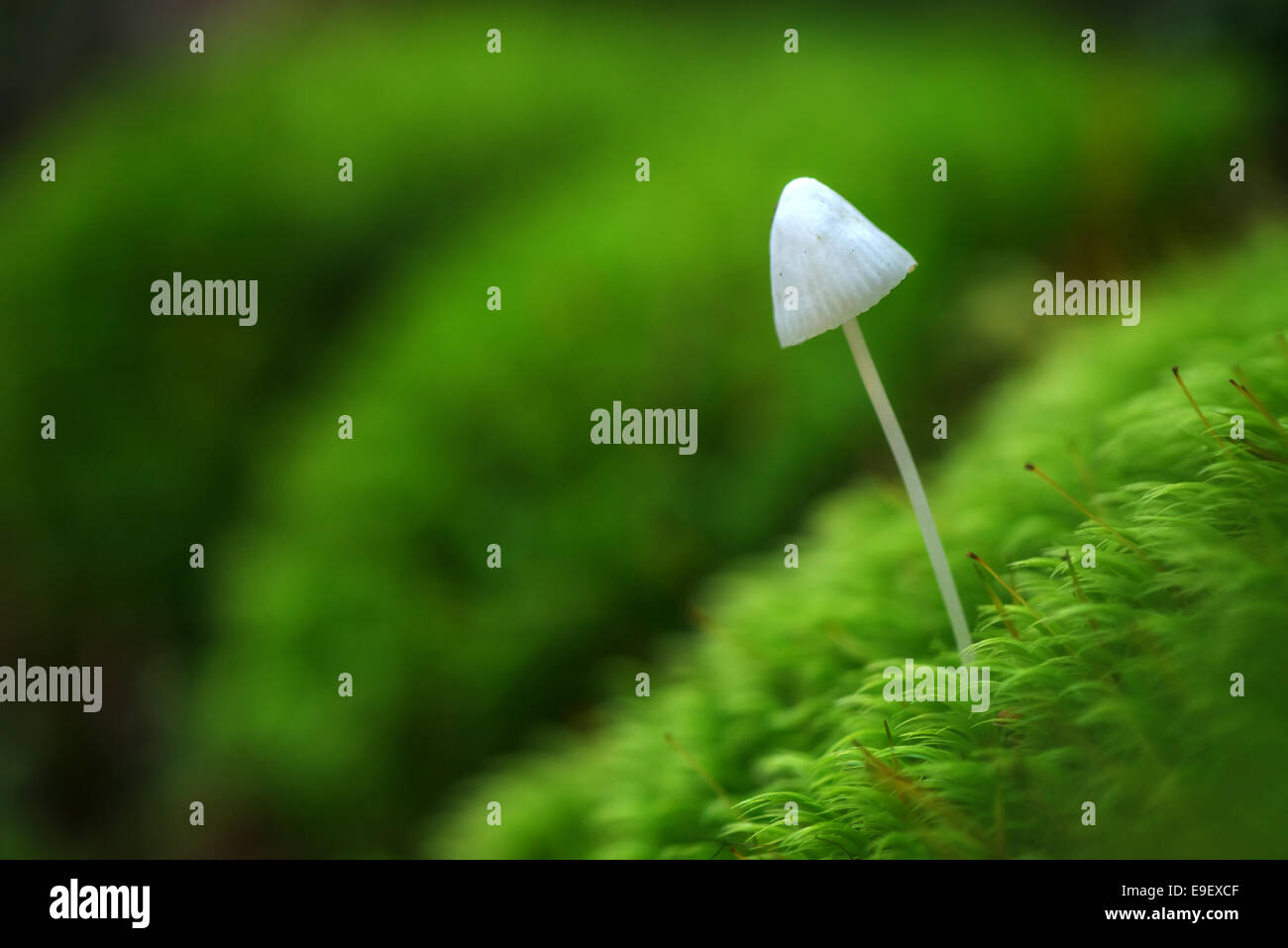 einzelne Pilze in Moos closeup Stockfoto