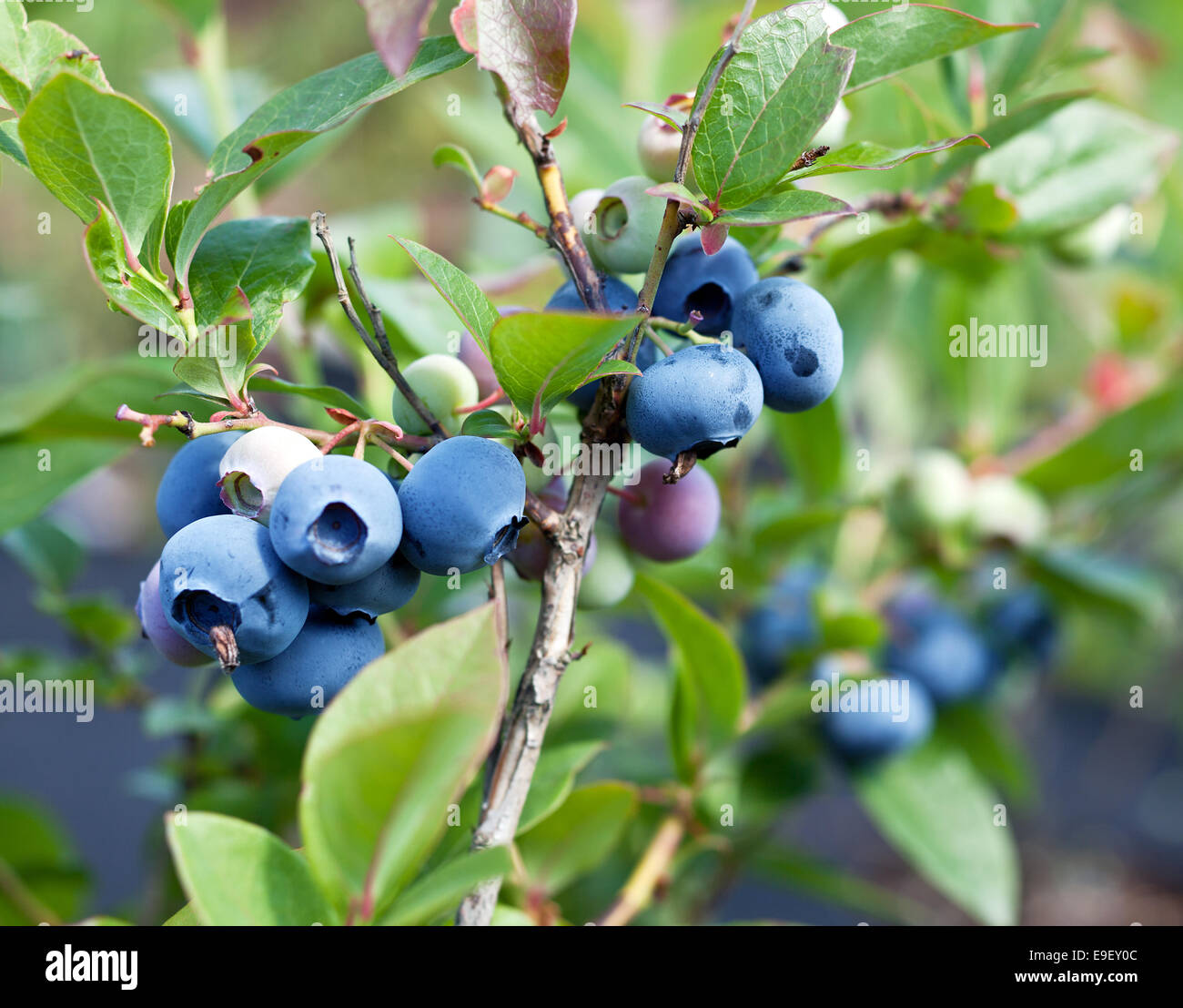 Blueberry shrub Fotos und Bildmaterial in hoher Auflösung Alamy