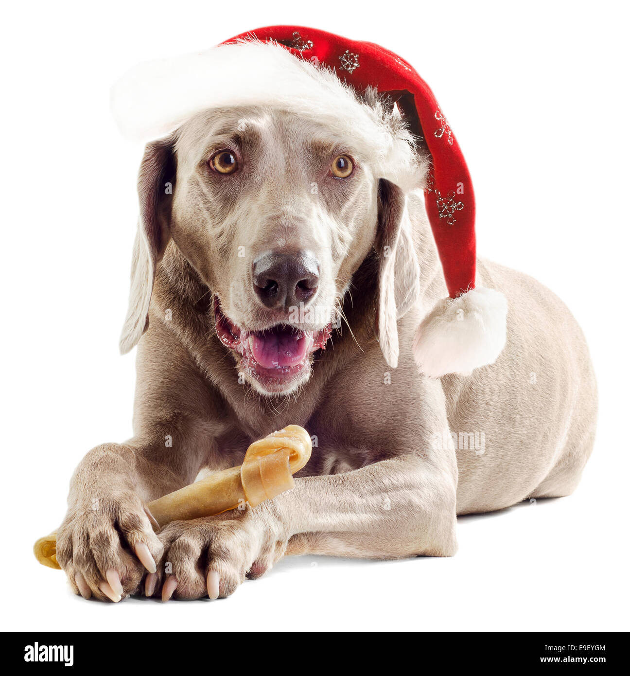 Santa Hund mit Knochen isoliert auf weißem Hintergrund Stockfoto