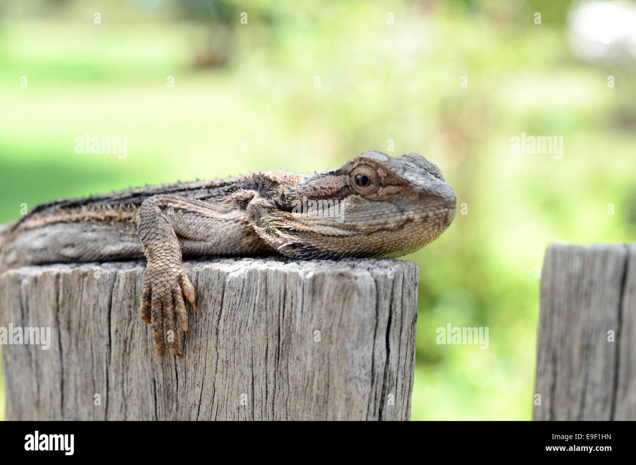 AustralianEastern Perlen Dragon, Pagona Barbata. Stockfoto