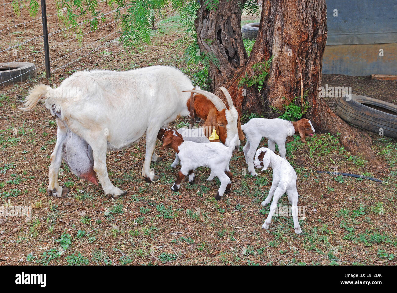 Eine weiße Nanny Goat mit vier Babys. Stockfoto