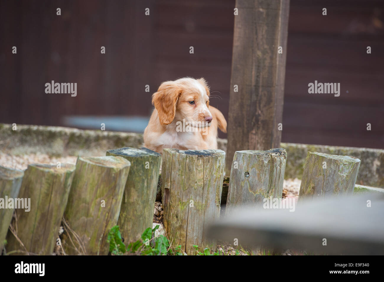 Cocker Spaniel Welpen Stockfoto