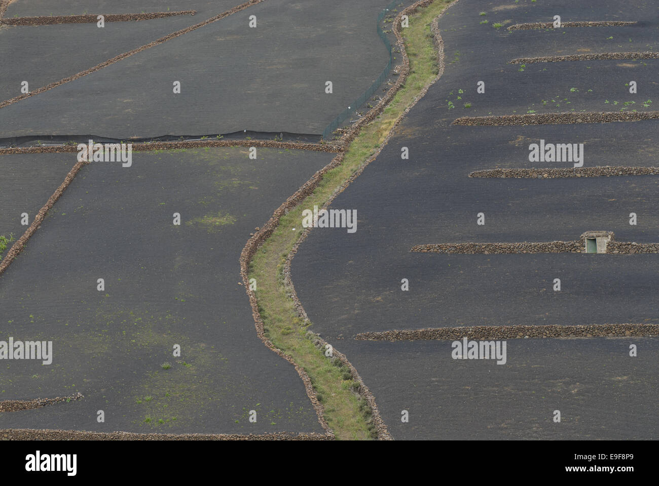 Terrasse-Felder in der Nähe von Haria auf Lanzarote Stockfoto