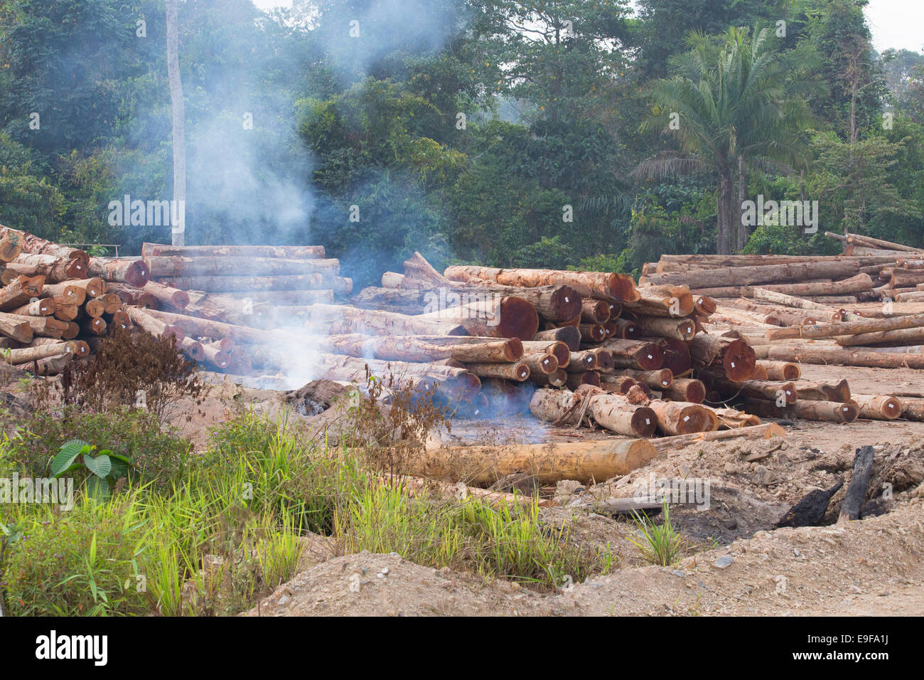 Feuer unter einem Holzstapel von gefälltem Holz, Baumstämmen, Protokolle in einem Holzfällerlager, umgeben von sekundären Regenwald, pachan Stockfoto