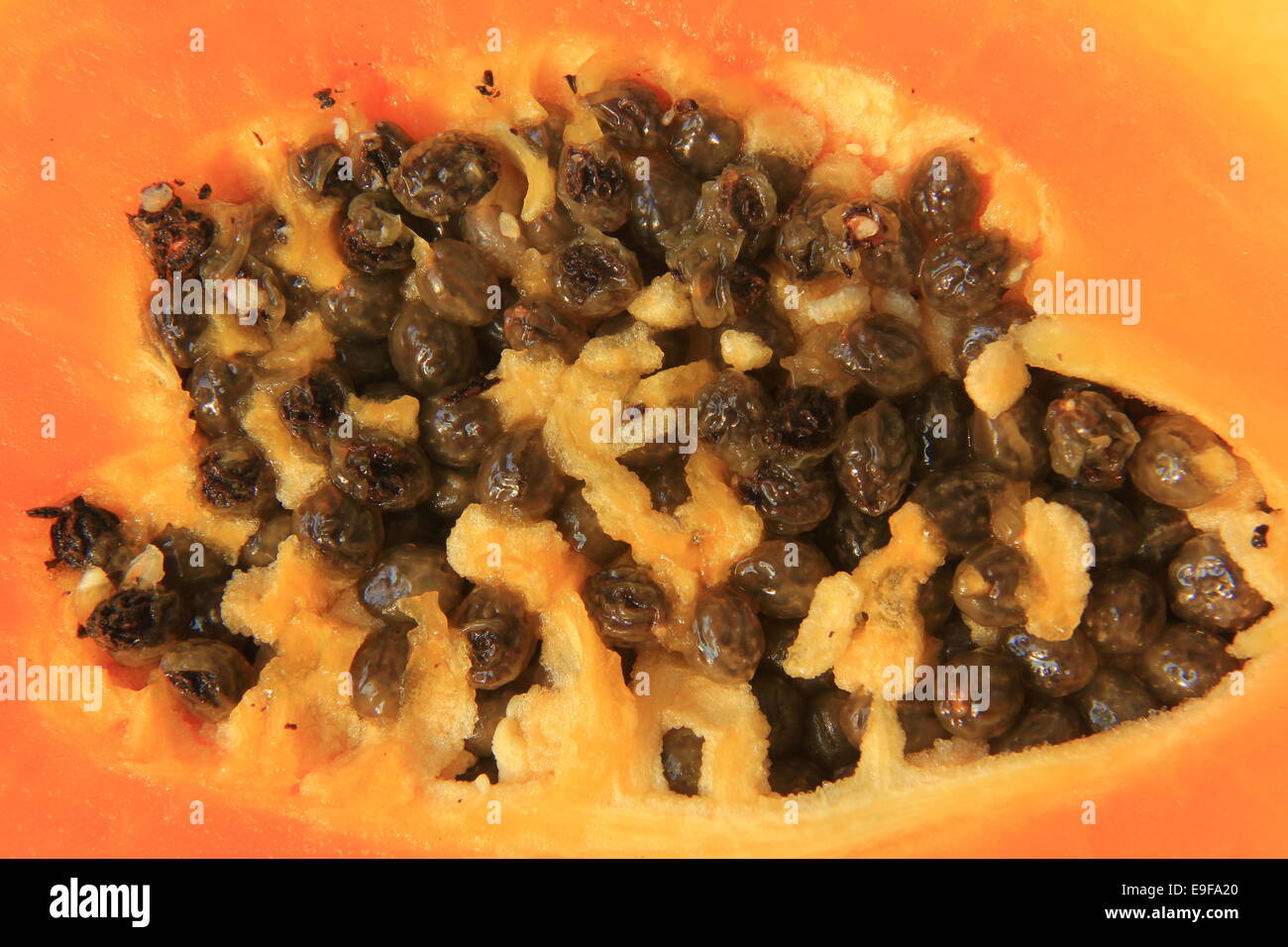 Reife Papaya Frucht (Carica Papaya) - halbiert Stockfoto
