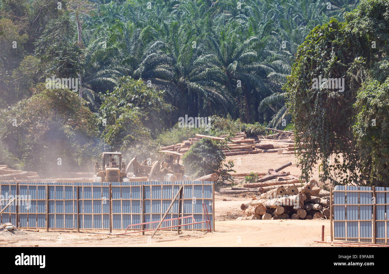 Gefälltem Holz, Baumstämmen, meldet sich in einem Holzfällerlager, umgeben von sekundären Regenwald, Provinz Pahang, Malaysia Stockfoto
