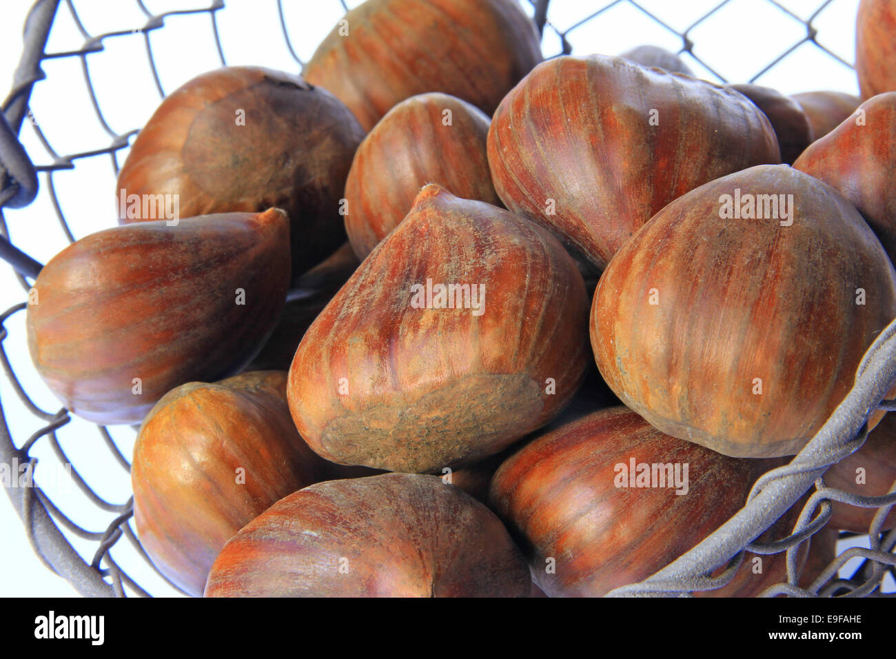 Edelkastanien (Castanea Sativa) Stockfoto