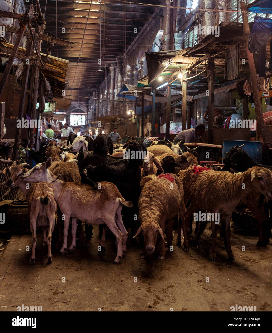 Schneeberghammel bereit, in einem Schlachthof getötet zu werden. Neuer Markt, Kolkata, Westbengalen, Indien Stockfoto