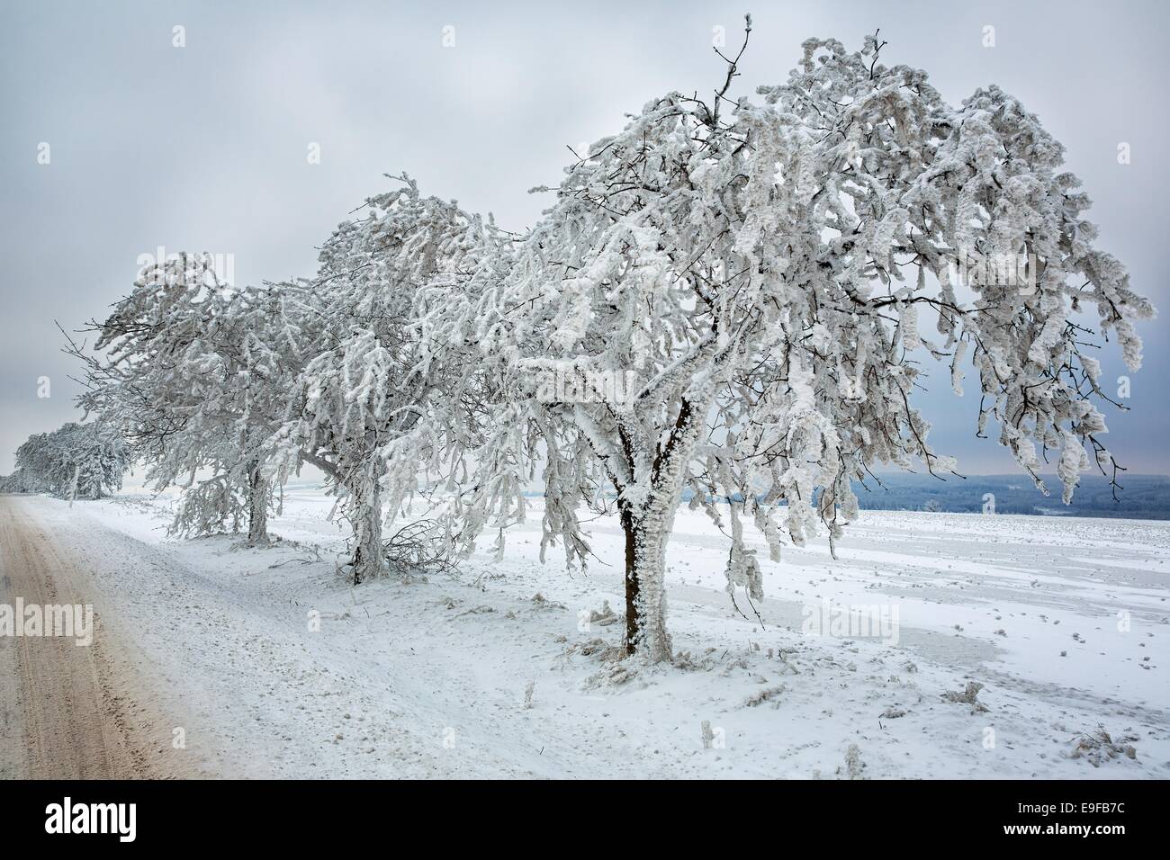 Eingefroren und Schnee bedeckte Bäume entlang des Weges Stockfoto