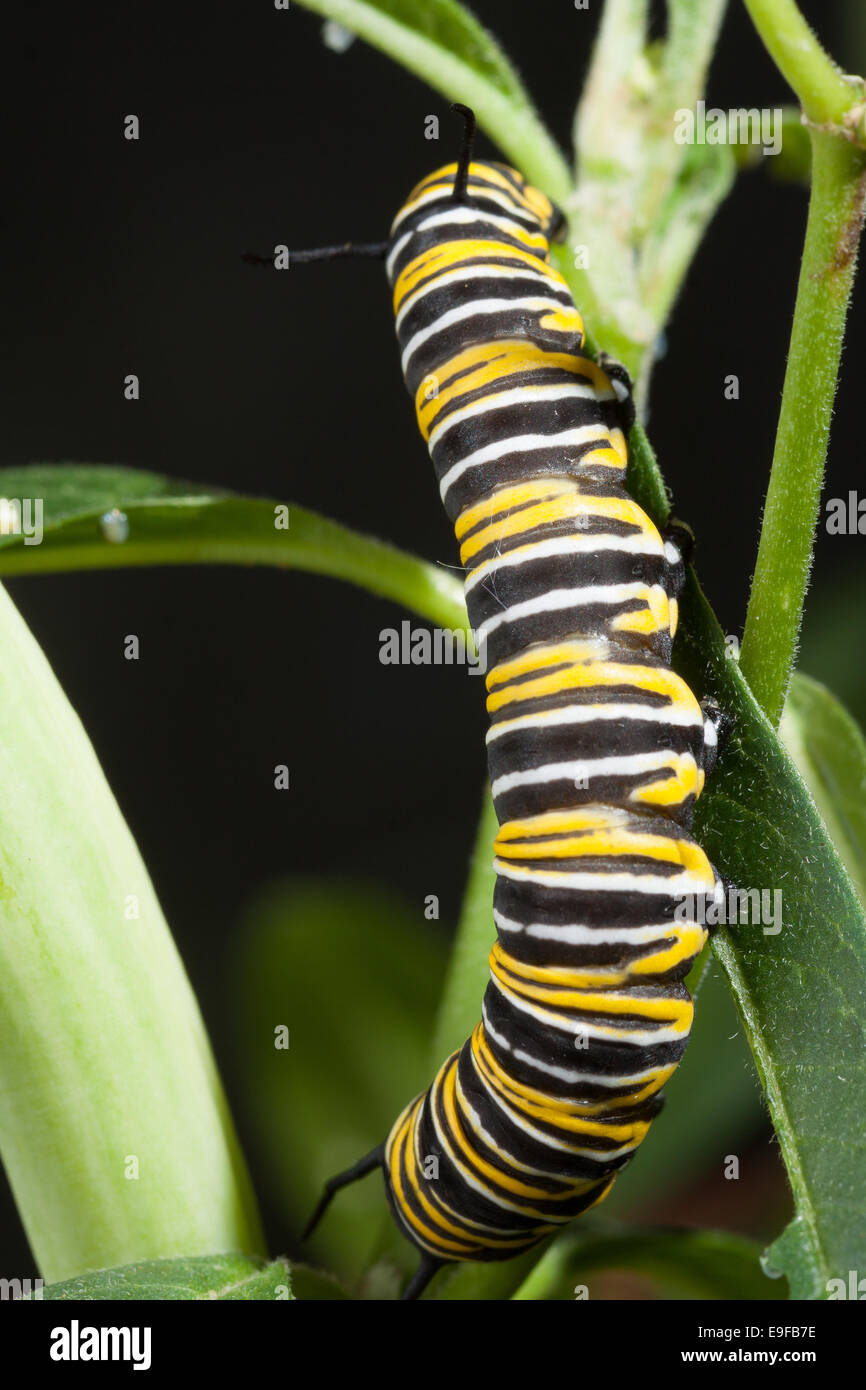 Caterpillar-Monarch-Schmetterling Stockfoto