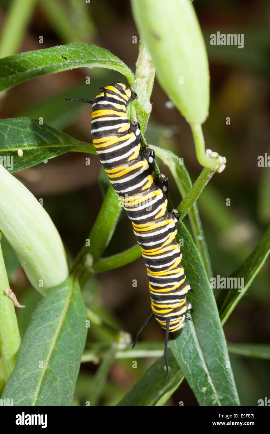 Raupe des Monarch-Schmetterling Stockfoto