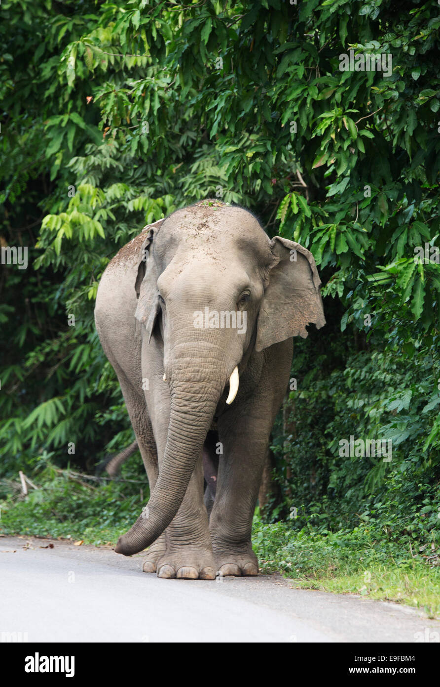 Wilde asiatische Elefanten (Elephas Maximus) auf einer Straße, Provinz Phetchaburi, Thailand Stockfoto