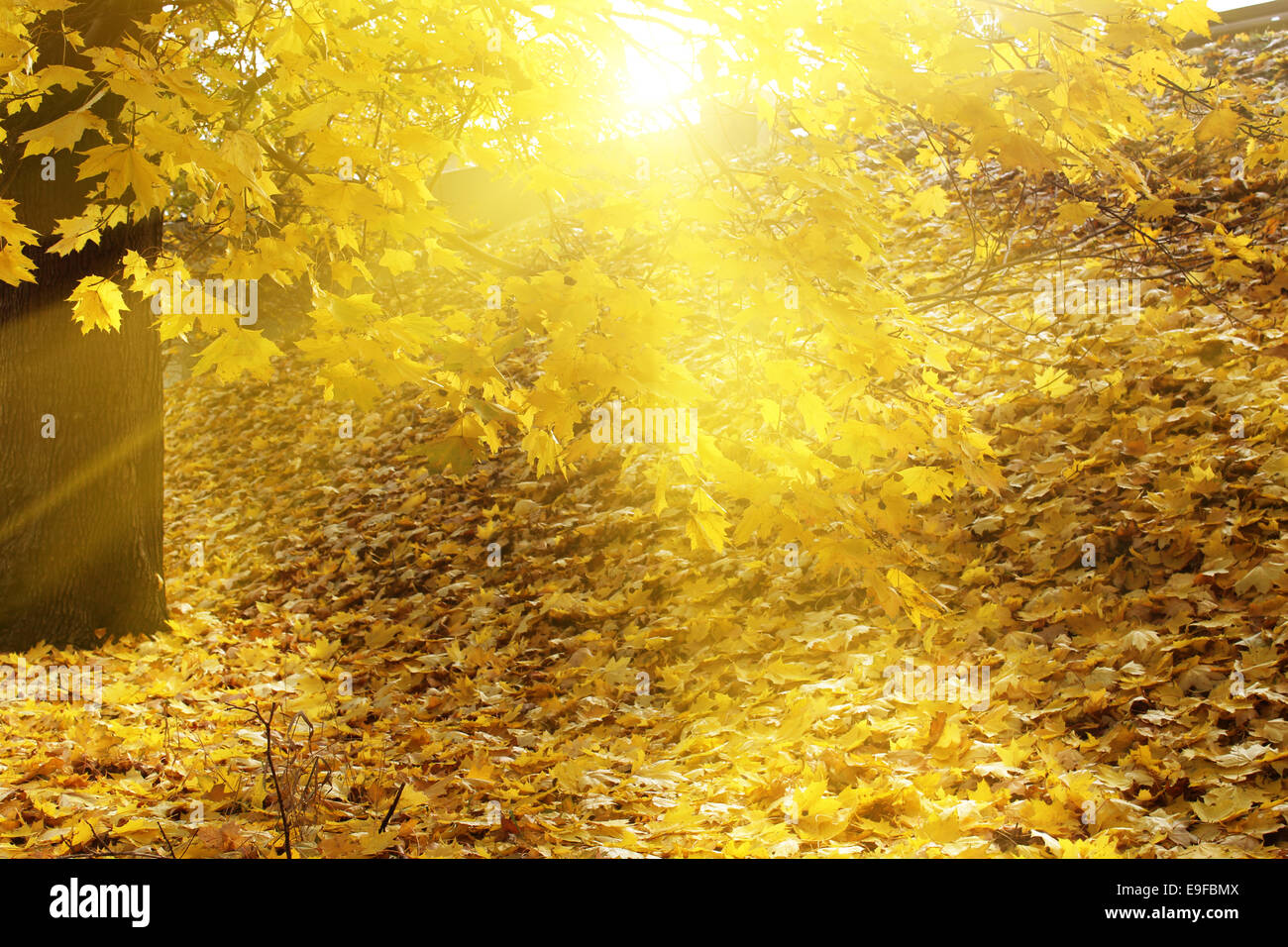 Herbste Hintergrund Stockfoto