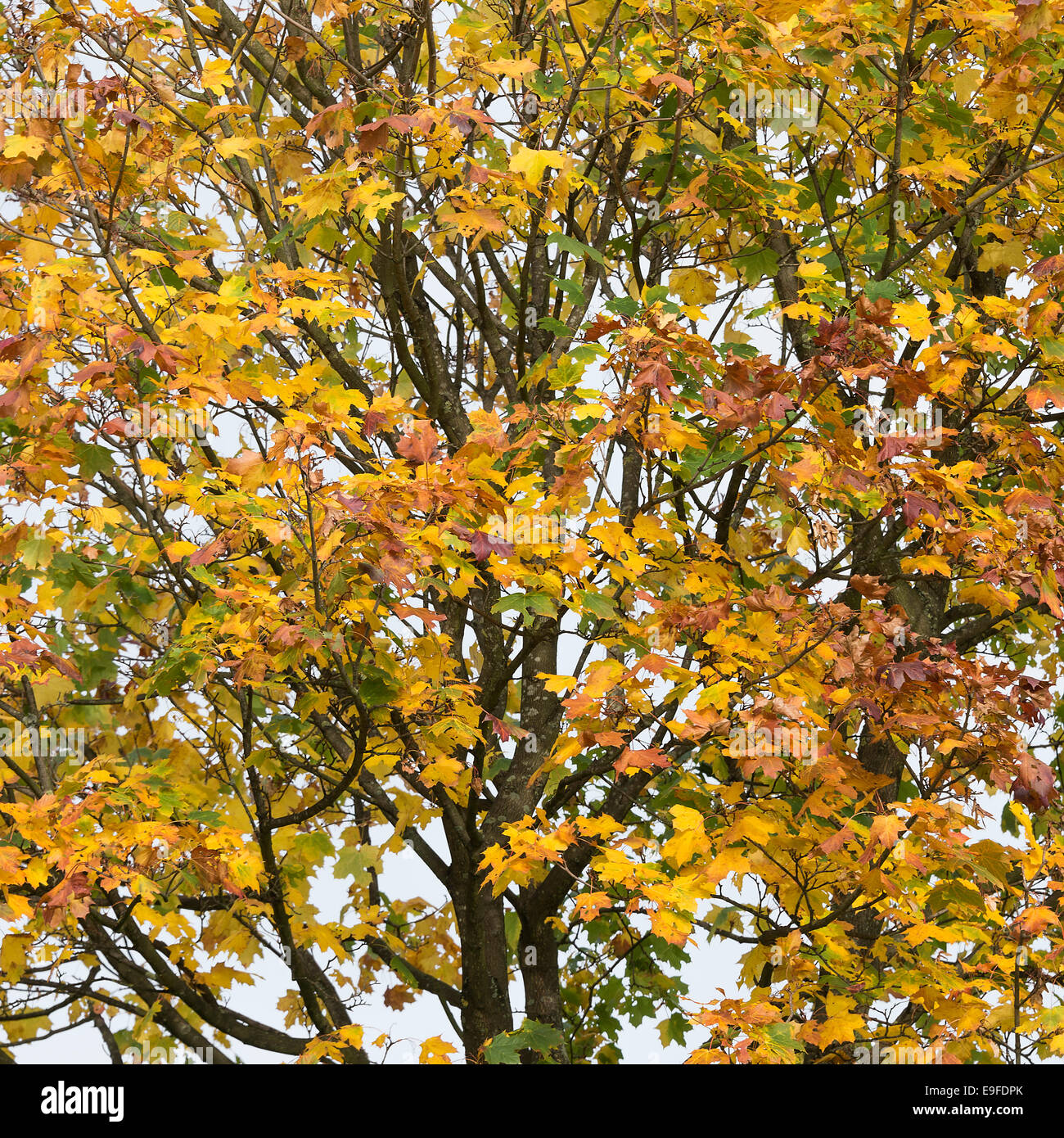 Herbstliche Farben und Tönungen der Platane in Cannon Hall Country Park Cawthorne in der Nähe von Barnsley South Yorkshire England UK Stockfoto