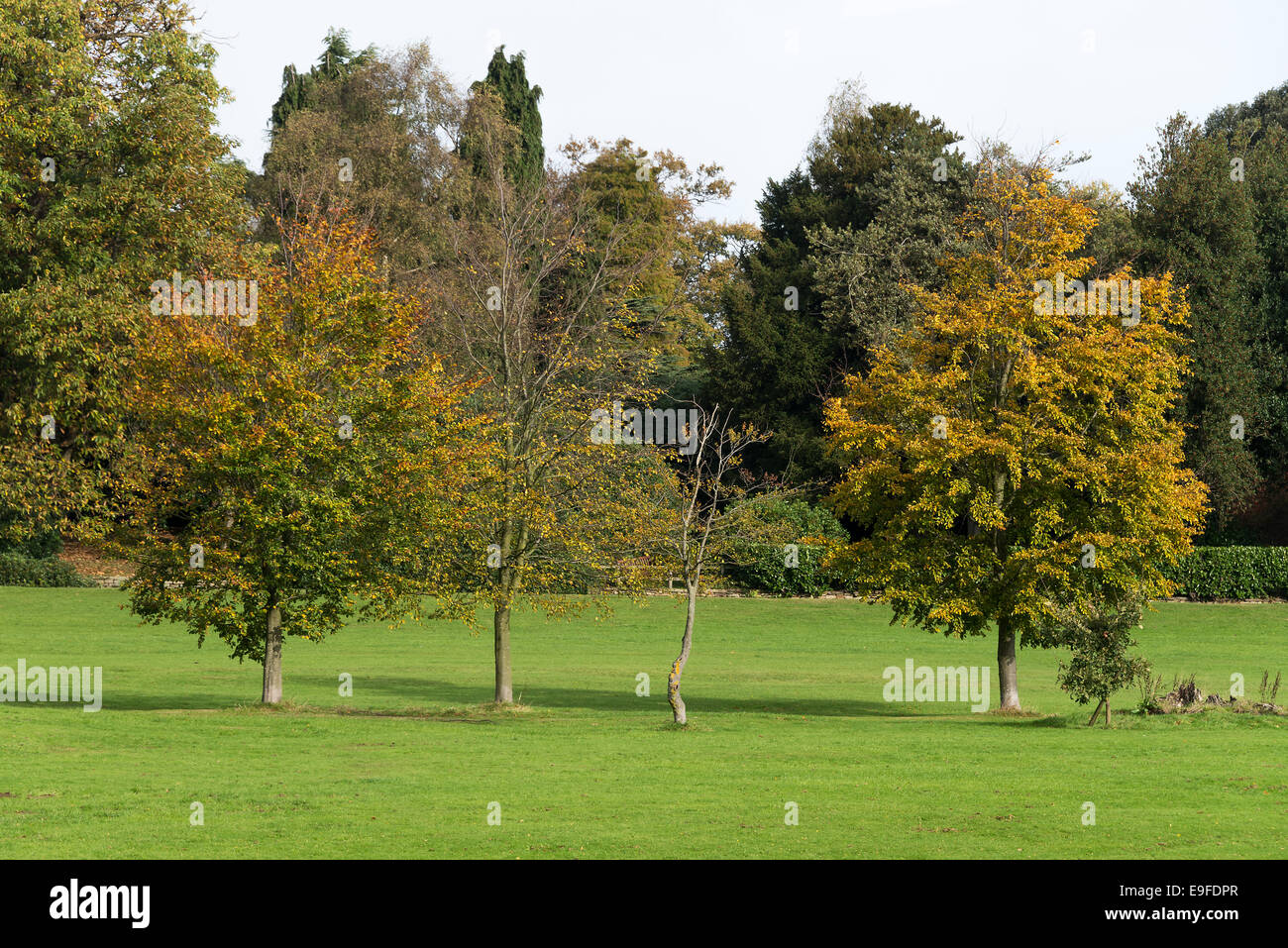 Herbst färbt und Farben gemeinsam Buche Bäume im Kanone Hall Country Park bei Cawthorne Barnsley South Yorkshire England UK Stockfoto
