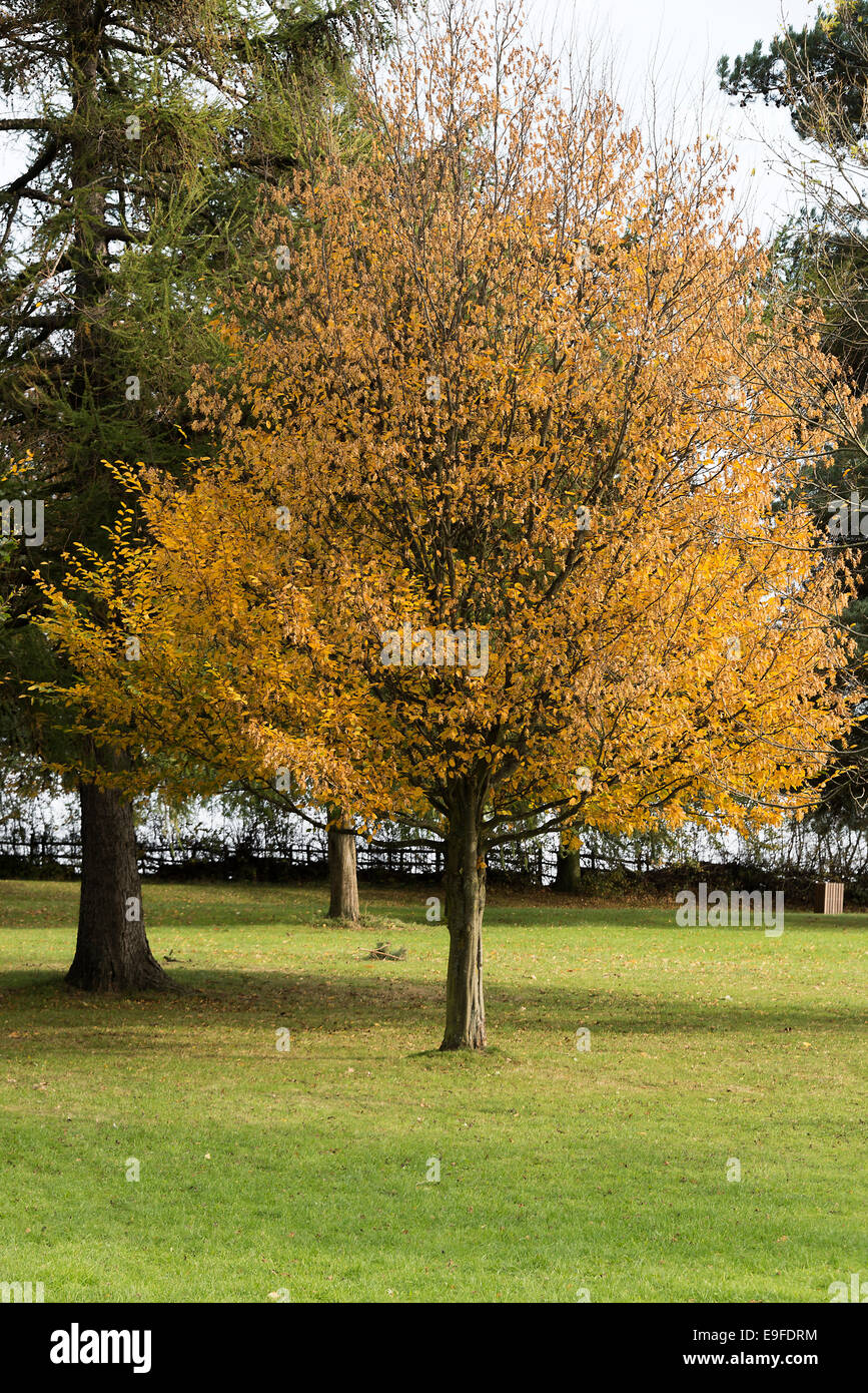 Herbst färbt und Farben gemeinsam Buche Bäume im Kanone Hall Country Park bei Cawthorne Barnsley South Yorkshire England UK Stockfoto