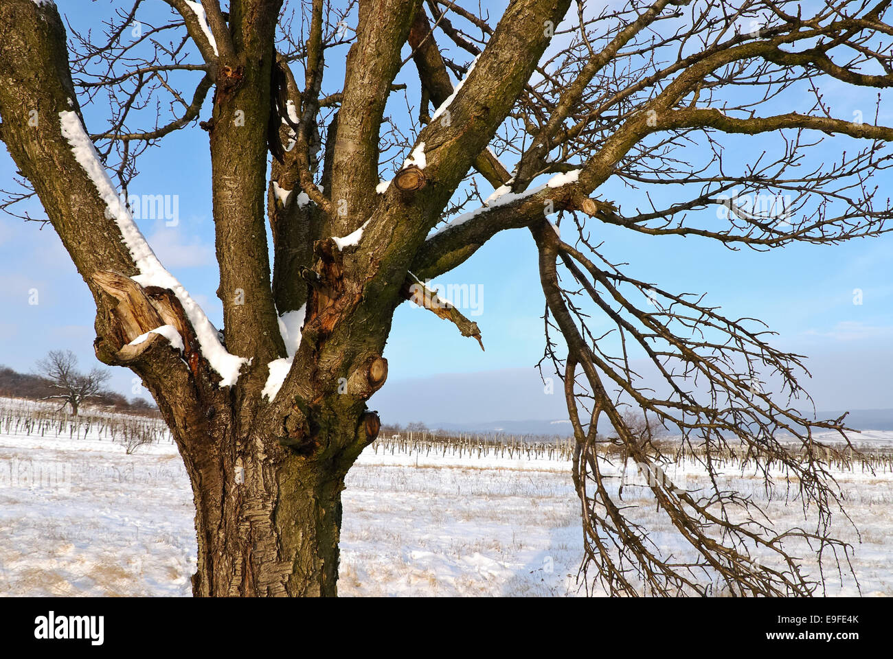 Winter cherry tree Fotos und Bildmaterial in hoher Auflösung Alamy