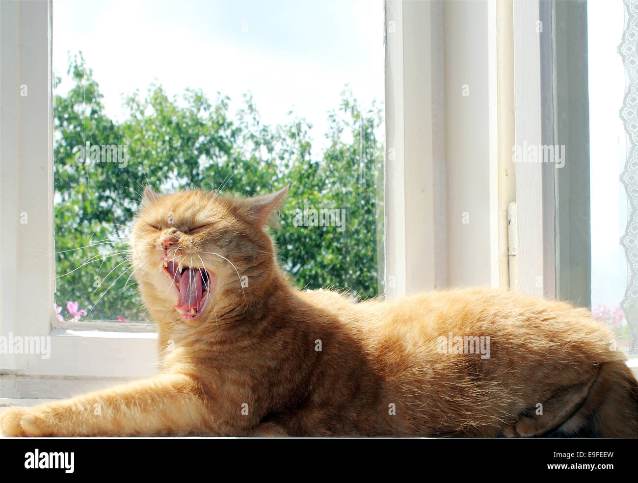 Nahaufnahme der böse Katze Stockfoto