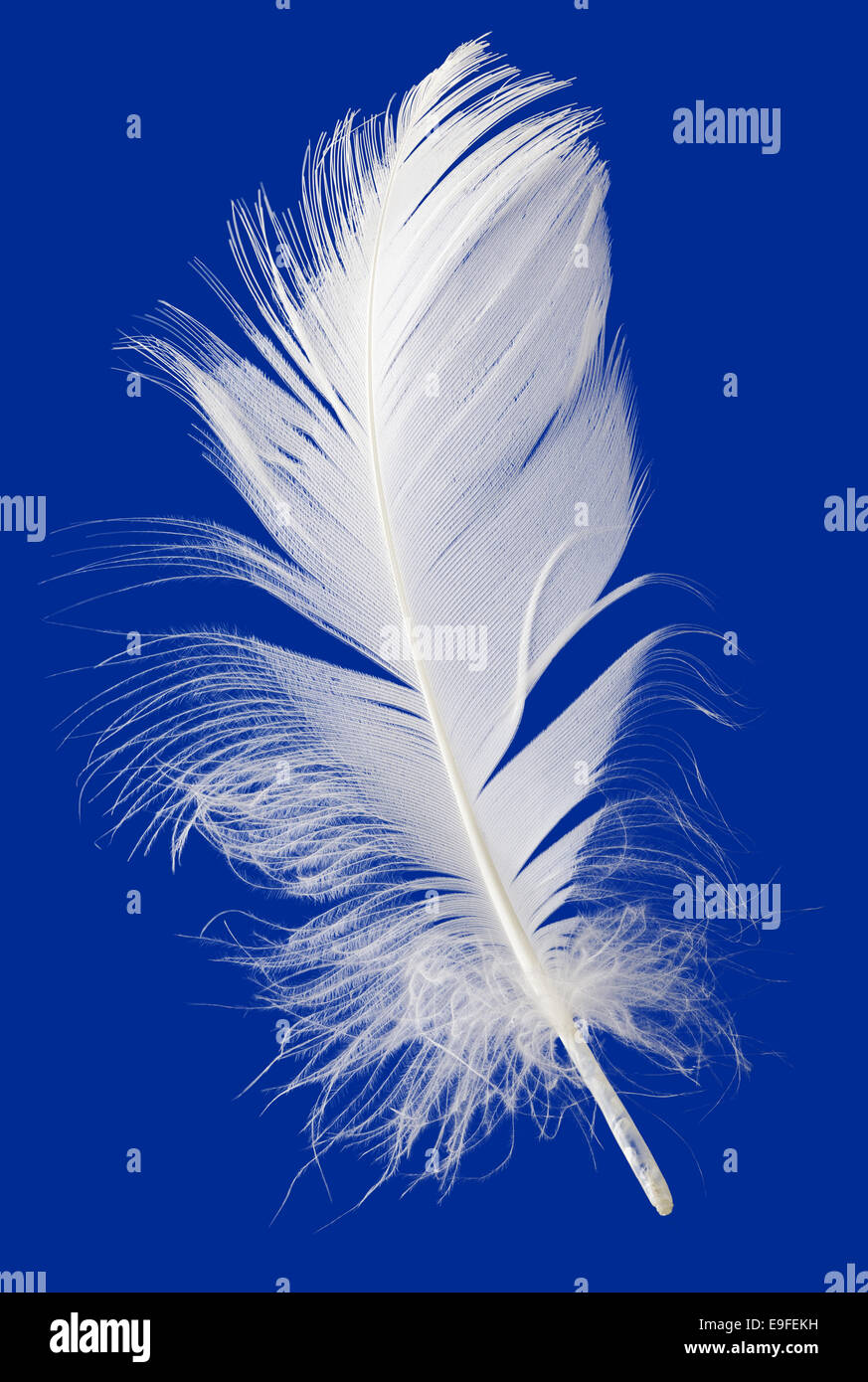 Feder Ausschneiden Stockfoto