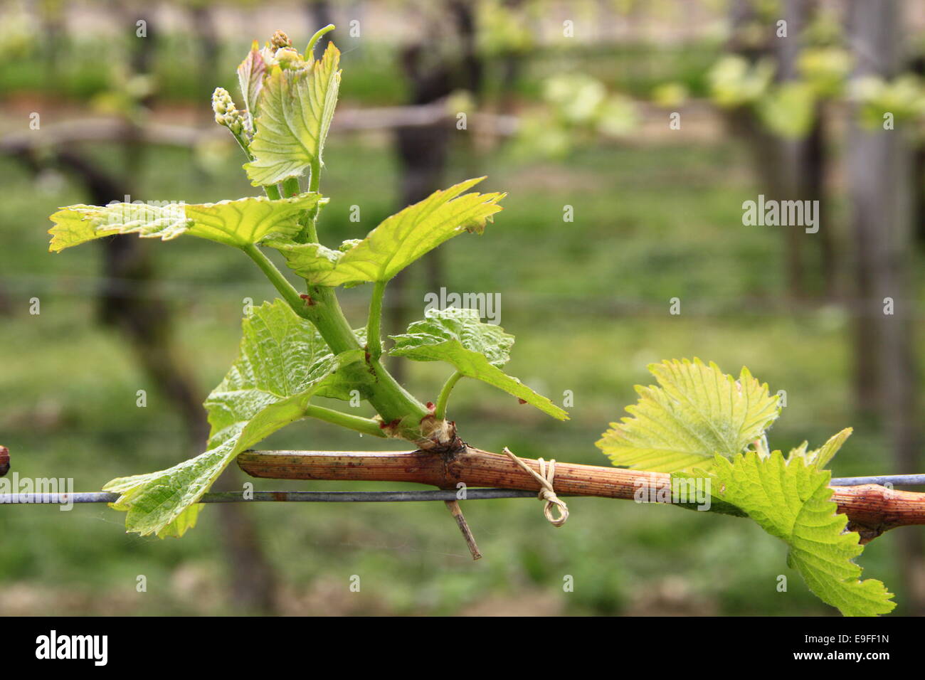 Triebe in Weinrebe (Vitis Vinifera) Stockfoto
