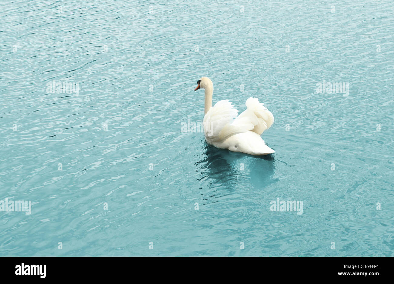 Schwan in einem Teich Stockfoto